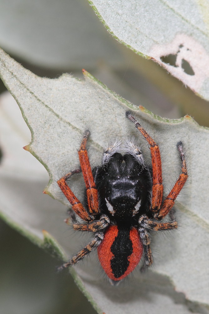 Philaeus chrysops (servizio fotografico completo)